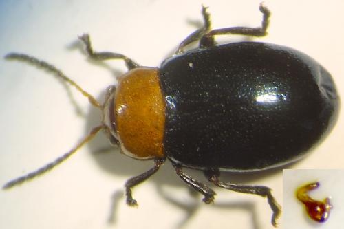 Podagrica fuscipes